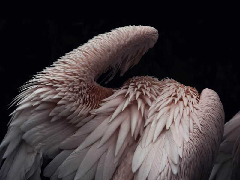 Przewaga adaptacyjna